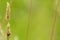 Ladybird, ladybug on a palm of grass grain, blurred background, wallpaper