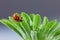 Ladybird or ladybug in water drops