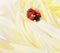 Ladybird or ladybug in water drops on a yellow autumn flower of aster