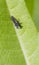 Ladybird Larvae