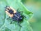 Ladybird larvae on a leaf