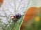 Ladybird larvae on a leaf