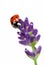 Ladybird on lavender