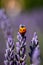 A Ladybird on Lavender