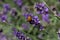 A ladybird on a lavender bush