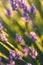 Ladybird on Lavender Flowers