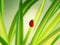 Ladybird on Leaf