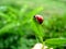 Ladybird on leaf