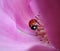 Ladybird in a Magnolia Flower