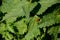 Ladybird in a patch of nettles