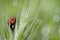 Ladybird on plant