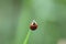 Ladybird on plant