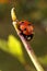 Ladybird on a plant stem with bud