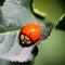 Ladybird portrait on a leaf from above