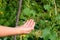 The ladybird prepares for take-off from the child`s hand.