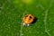 Ladybird pupa larva resting on the leaf of a kiwi tree