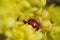 Ladybird red beetle in yellow holly bush flower petals macro