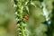 The Ladybird sits on a colored leaf. Macro photo of ladybug close-up. Coccinellidae