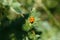 The Ladybird sits on a colored leaf. Macro photo of ladybug close-up. Coccinellidae.