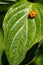 The Ladybird sits on a colored leaf. Macro photo of ladybug close-up. Coccinellidae