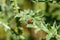 The Ladybird sits on a colored leaf. Macro photo of ladybug close-up. Coccinellidae