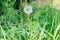 Ladybird sitting on a dandelion in the grass.