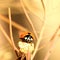 Ladybird sitting on flower in spring