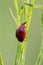 Ladybird sitting on the grass in the meadow