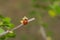 Ladybird sitting on a tiny currant flower