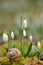 Ladybird on snail shell with snowdrops