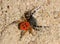The Ladybird spider Eresus kollari in defence position