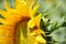 Ladybird on Sunflower