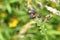 Ladybird on Thistle Plant in West Central Scotland