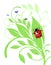 Ladybird on trailing plant