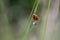 Ladybird trapped by Comb-footed spider