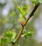 Ladybird on a twig