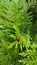 Ladybird on the twig of thuja