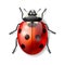 Ladybird vector illustration