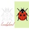 Ladybird vector illustration  flat style, lining draw
