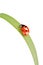 Ladybird walking on a leaf