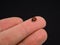 Ladybird walking on middle finger