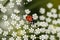 Ladybird on a white flower