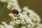 Ladybird on a white flower