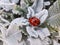Ladybird on white velvety plant