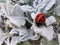 Ladybird on white velvety plant