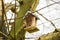 Ladybird wooden shelter seen hanging from a high branch.