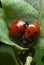 Ladybirds