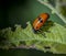 Ladybug alone in close-up eat leaves the head first