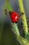 Ladybug with ants