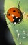 Ladybug and aphids